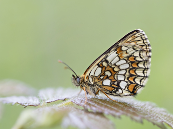 Heath Fritillary - Photography Competition 2019