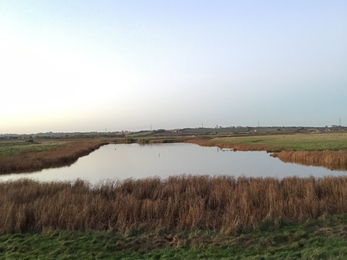 wetland at BHF