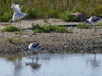 Avocet juveniles on bank and in the water