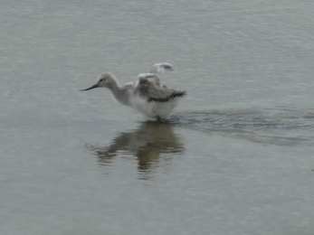 Avocet chick in the water with wings back