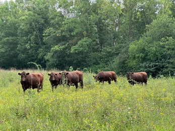 A field of five red poll cattle eating long grasses