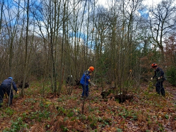 Staff and volunteers managing the woodland around Belfairs