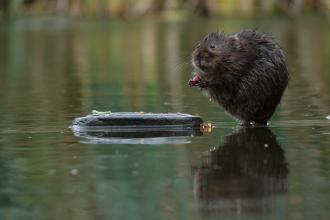 Water Vole Russell Savory