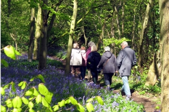 Bluebell walk at Chalkney Wood