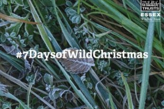 7 days of wild Christmas 