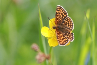 Marsh Fritillary Butterfly resting on a flower