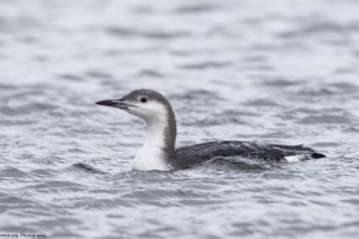 Black Throated Diver at Gunners Park and Shoebury Ranges nature reserve
