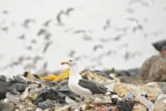 Gull on landfill