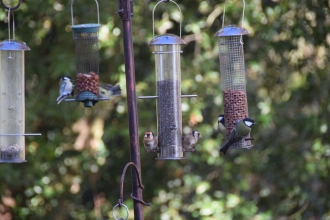 Birds on a feeder
