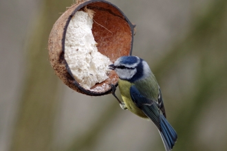Blue Tit Bird Feeder