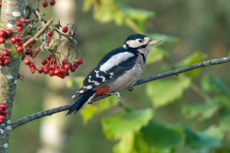 Great Spotted Woodpecker by Bob Coyle