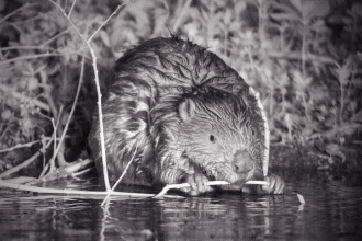 Beaver in the Water