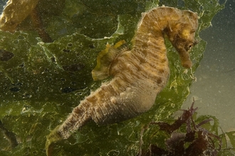 Short-snouted seahorse Paul Naylor
