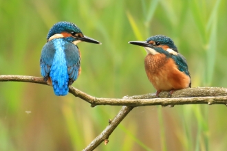 Kingfishers Photo: Jon Hawkins Surrey Hills Photography