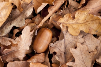 Acorn in autumn leaves Ross Hoddinott/2020 VISION