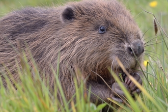 Beaver - Nick Upton / Cornwall Wildlife Trust