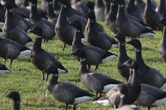 Flock of Brent Geese
