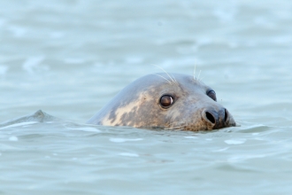 Grey Seal 