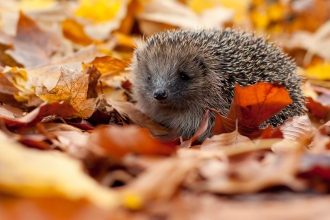 Hedgehog by Tom Marshall