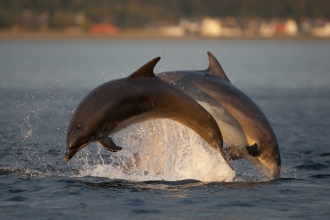 Bottlenose Dolphins   