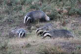 Badgers at Fingringhoe