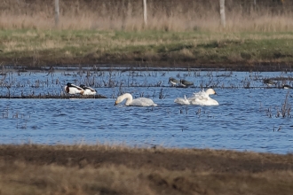 Two Bewick's Swans at Blue House Farm