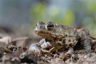 Common Toad - Nick Upton/2020VISION