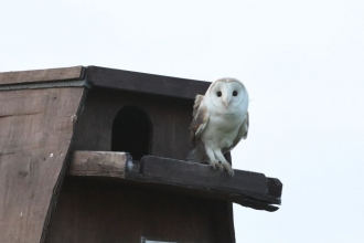 Barn Owl on Blue House Farm nest box