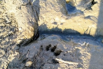 Otter footprints in wet mud
