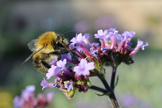 Common carder bumblebee - Wildnet / Nick Upton