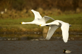 Swans in flight - Wildnet / Danny Green