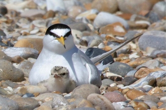 Little tern and chick nesting