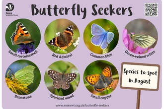 Butterfly spotter August