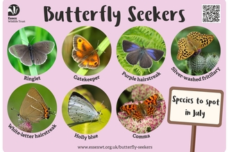 Butterfly spotter July