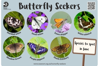 Butterfly spotter June