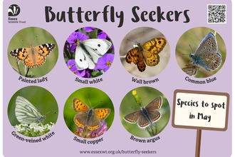 Butterfly spotter May