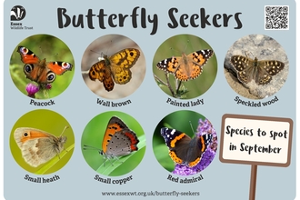 Butterfly spotter September