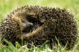 A hedgehog curled up.