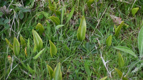 Oxley Meadows Adder's Tongue Fern