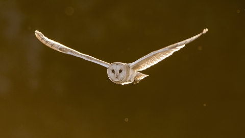 Barn Owl at dusk 