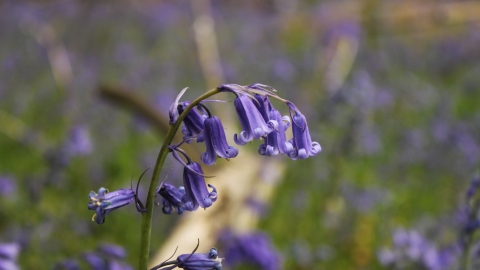 Bluebells