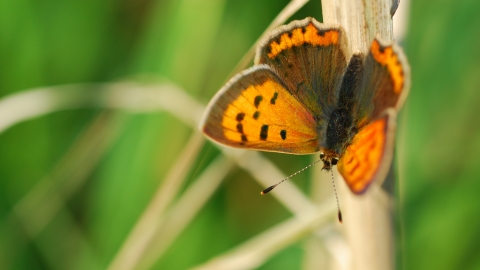 Small Copper Butterfly