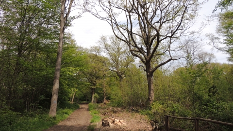 Pound Wood nature reserve