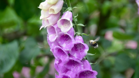 Foxglove