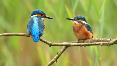 Kingfisher pair Jon Hawkins Surrey Hills Photography