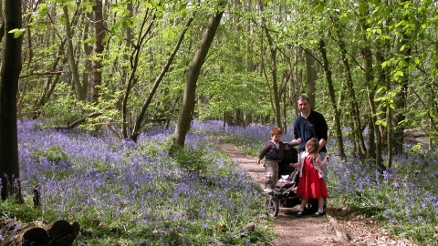 Tile Wood family with Bluebells