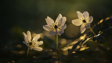 Wood Anemone Guy Edwardes 2020 Vision