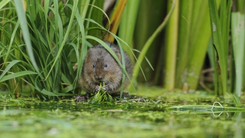 Water Vole Terry Whittaker 2020 Vision