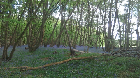 Crowsheath Wood (Bluebells) 