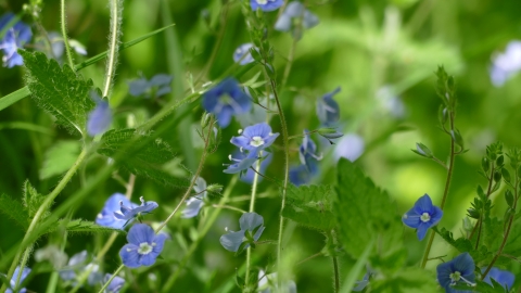 Maldon Wick - Blue flowers